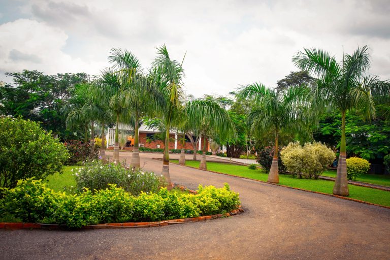 Palm-Lined Entrance